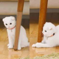 Bande à Gratter Pour Canapé 8 Bande à Gratter Pour Canapé -Couchages pour chats Magasin bande a gratter pour canape 3