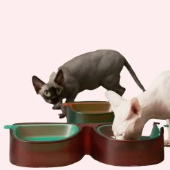 Bol à Nourriture Antibactérien Pour Chat