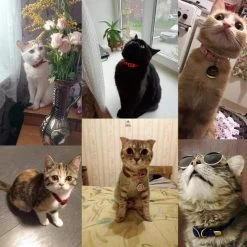 Collier De Sécurité Couleur Unie Pour Chat -Couchages pour chats Magasin collier de securite couleur unie pour chat 3