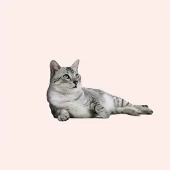 Hamac Polaire En Forme De Canapé Pour Chat