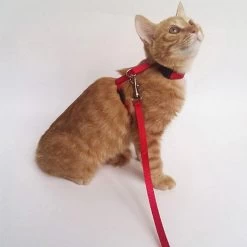 Harnais En Nylon Ajustable Pour Chat -Couchages pour chats Magasin harnais en nylon ajustable pour chat 4