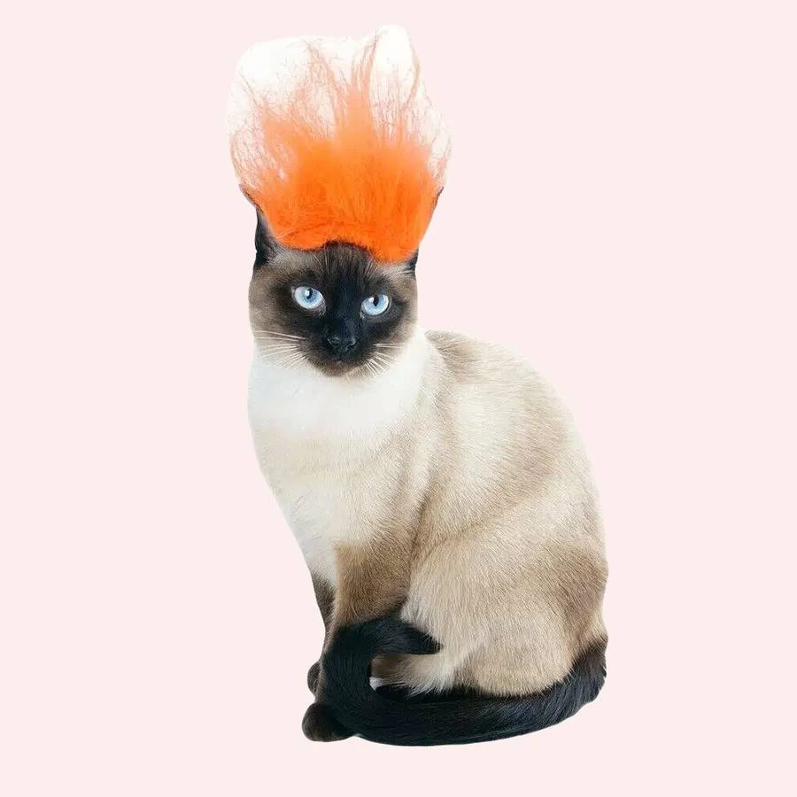 Perruque Punk Pour Chat 1 Perruque Punk Pour Chat