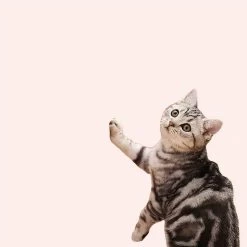 Tapis à Gratter En Sisal Pour Chat