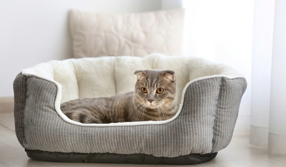 Couchages pour chats Magasin -Couchages pour chats Magasin z6608653920430 63835ab461b7647254f561f83889864b