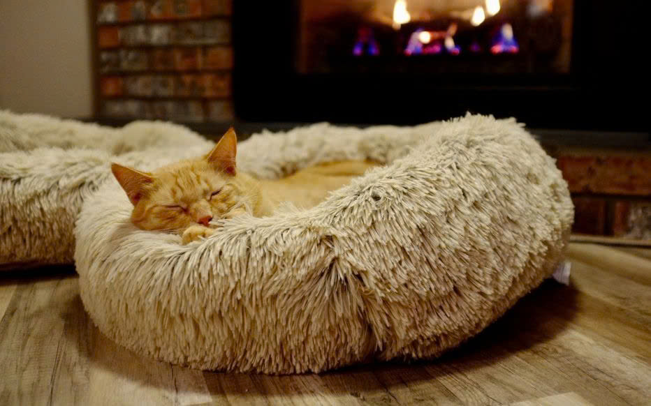 Couchages pour chats Magasin -Couchages pour chats Magasin z6608653920459 13aa2881e36c1bd18e30ea47dd1b9628